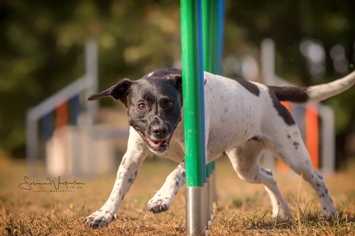 Agylity Parcour Galleriebild